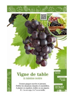 VIGNE DE TABLE À RAISINS NOIRS