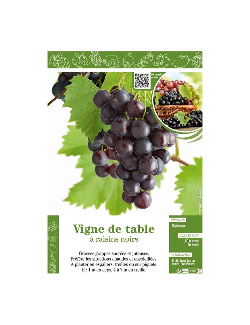 VIGNE DE TABLE À RAISINS NOIRS