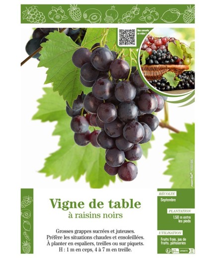 VIGNE DE TABLE À RAISINS NOIRS