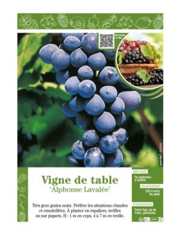 VIGNE DE TABLE ALPHONSE LAVALLÉE