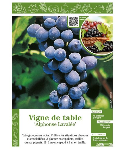VIGNE DE TABLE ALPHONSE LAVALLÉE