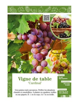 VIGNE DE TABLE CARDINAL