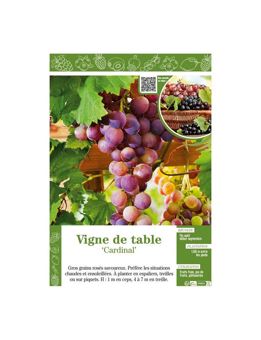 VIGNE DE TABLE CARDINAL