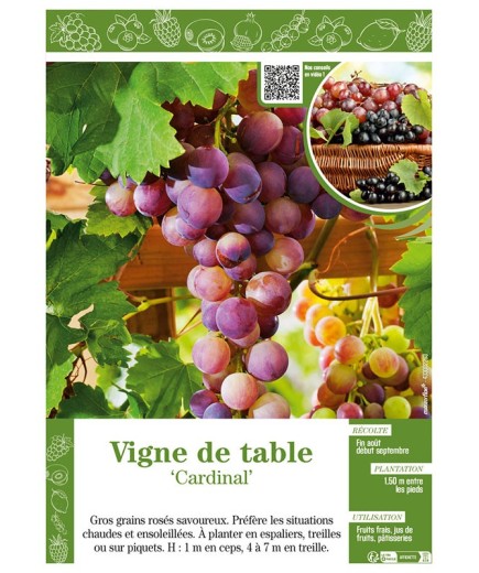 VIGNE DE TABLE CARDINAL