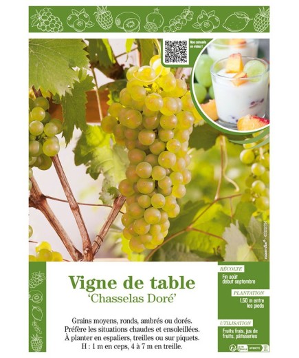 VIGNE DE TABLE CHASSELAS DORÉ