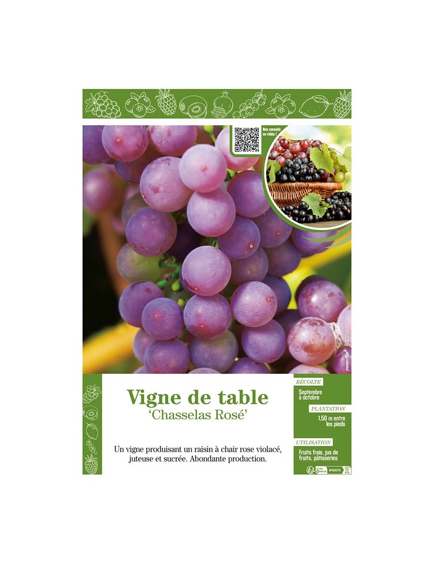 VIGNE DE TABLE CHASSELAS ROSÉ