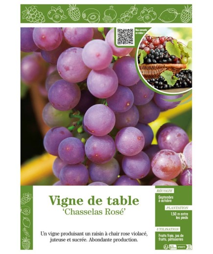 VIGNE DE TABLE CHASSELAS ROSÉ