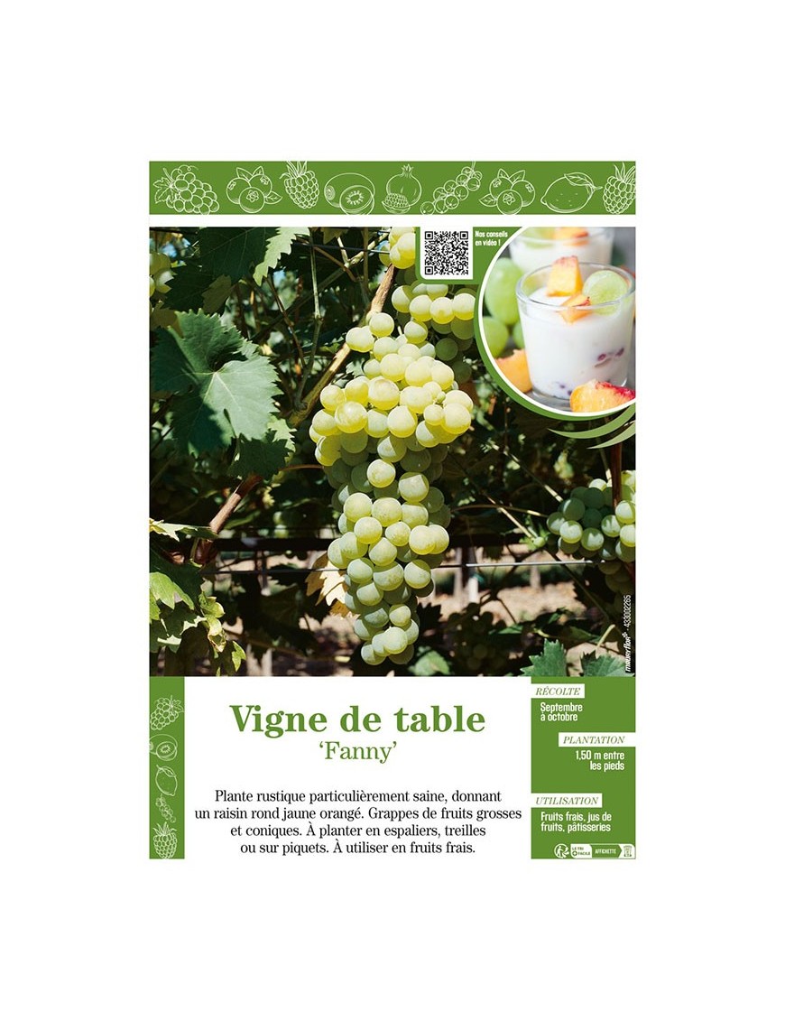 VIGNE DE TABLE FANNY