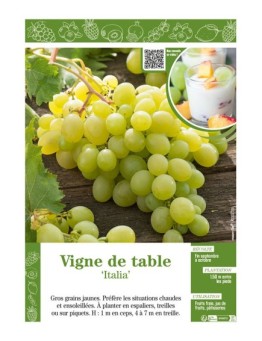 VIGNE DE TABLE ITALIA