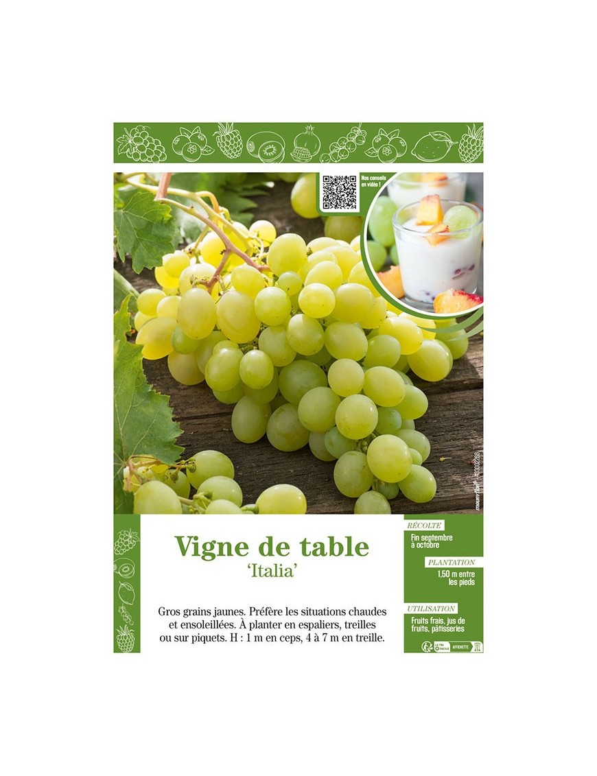 VIGNE DE TABLE ITALIA
