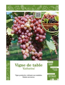 VIGNE DE TABLE KATHARINA