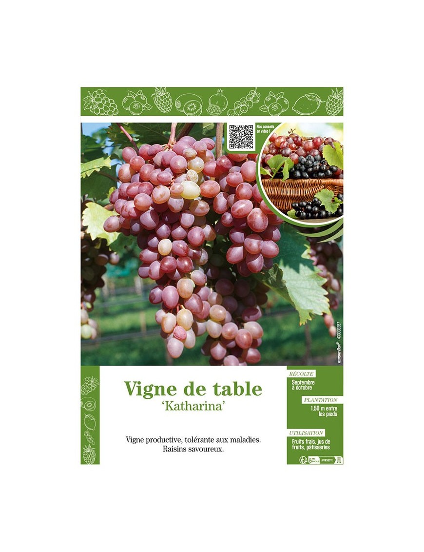 VIGNE DE TABLE KATHARINA