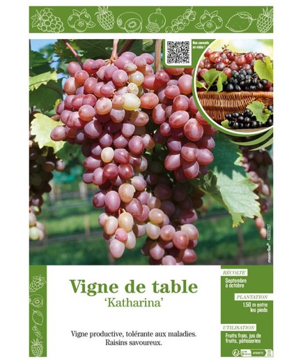 VIGNE DE TABLE KATHARINA
