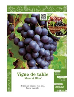 VIGNE DE TABLE MUSCAT BLEU
