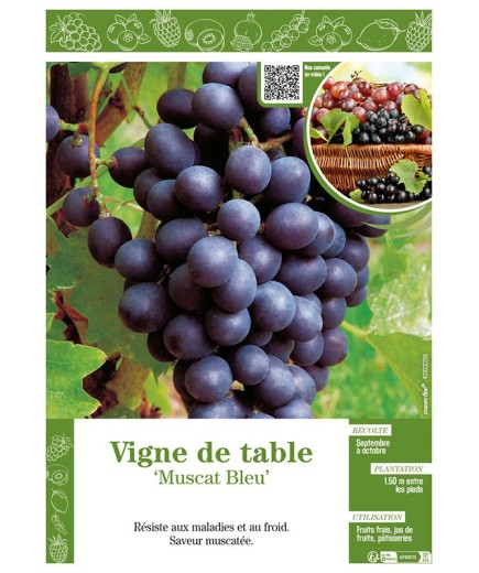 VIGNE DE TABLE MUSCAT BLEU