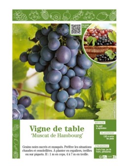 VIGNE DE TABLE MUSCAT DE HAMBOURG