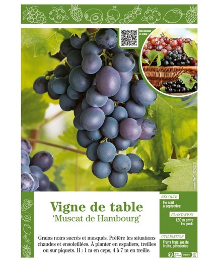 VIGNE DE TABLE MUSCAT DE HAMBOURG