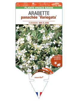 ARABETTE (ferdinandi-coburgii) panachée Variegata