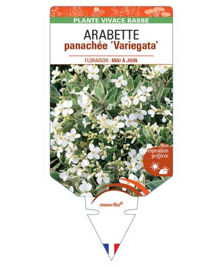 ARABETTE (ferdinandi-coburgii) panachée Variegata