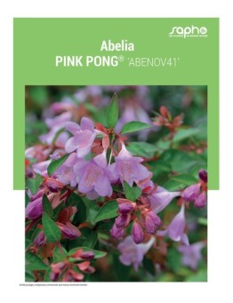 ABELIA "Ping Pong®"
