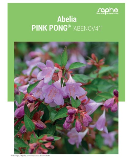 ABELIA "Ping Pong®"