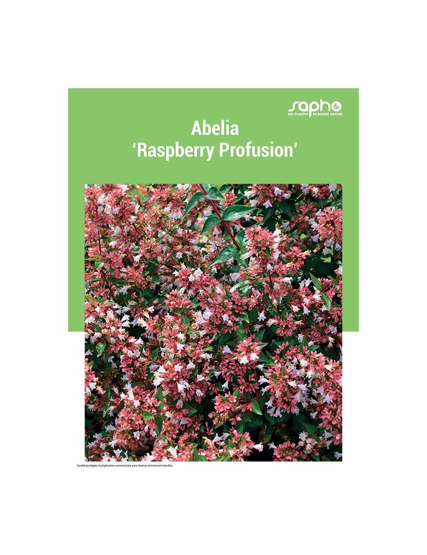 ABELIA "Raspberry Profusion"