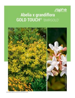 ABELIA X GRANDIFLORA "Gold Touch®"