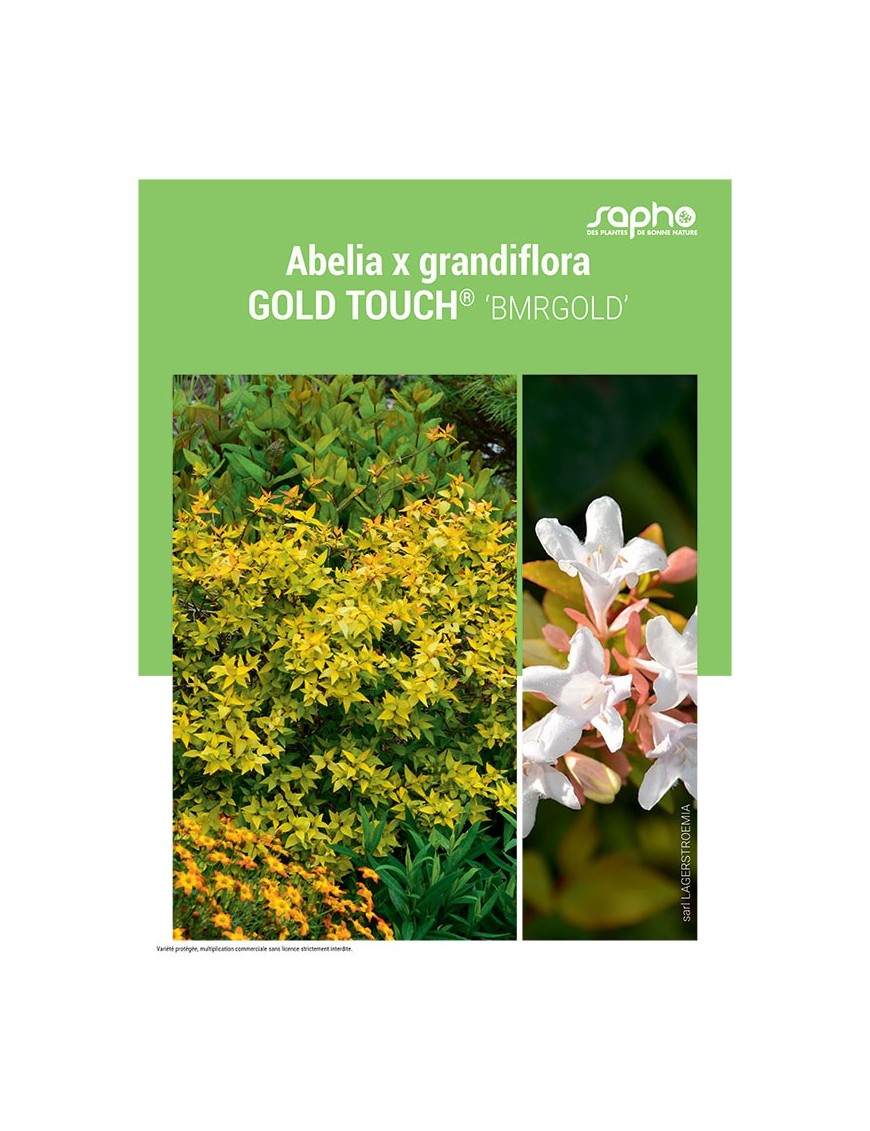 ABELIA X GRANDIFLORA "Gold Touch®"