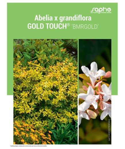 ABELIA X GRANDIFLORA "Gold Touch®"