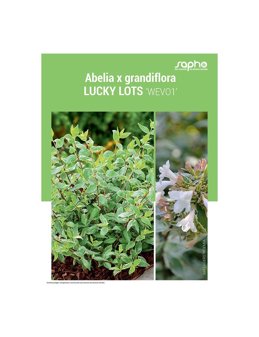 ABELIA X GRANDIFLORA "Lucky Lots"