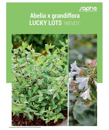 ABELIA X GRANDIFLORA "Lucky Lots"