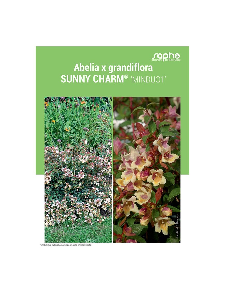 ABELIA X GRANDIFLORA "Sunny Charm®"