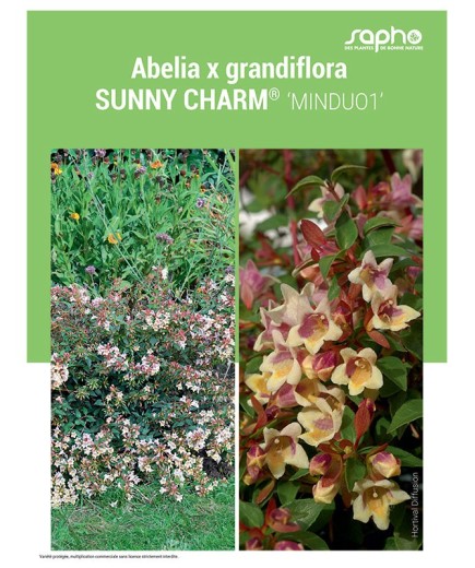 ABELIA X GRANDIFLORA "Sunny Charm®"