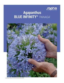 AGAPANTHUS "Blue Infinity®"