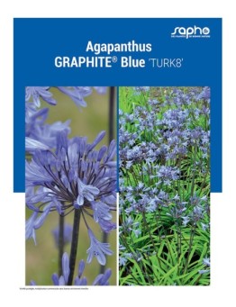 AGAPANTHUS "Graphite® Blue"
