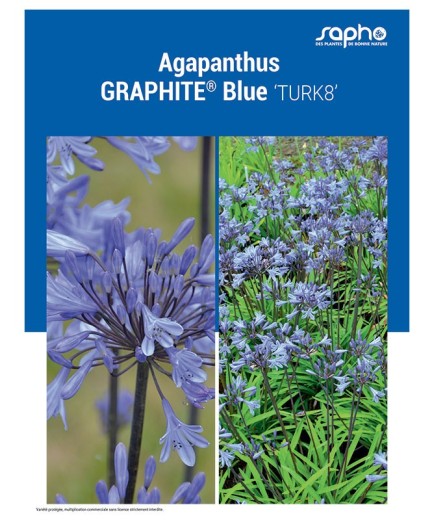 AGAPANTHUS "Graphite® Blue"