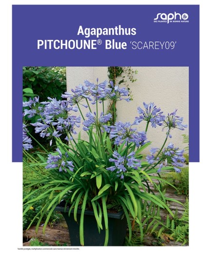 AGAPANTHUS "Pitchoune® Blue"