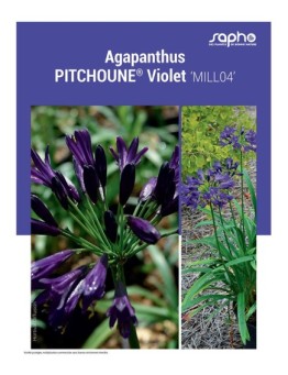 AGAPANTHUS "Pitchoune® Violet"