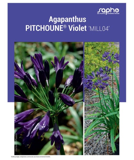 AGAPANTHUS "Pitchoune® Violet"