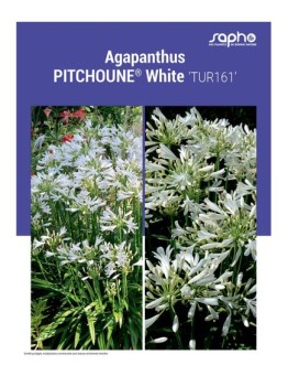 AGAPANTHUS "Pitchoune® White"