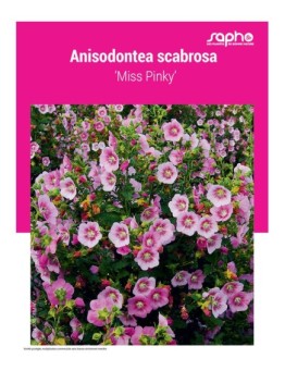 ANISODONTEA SCABROSA