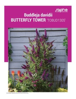BUDDLEJA DAVIDII BUTTERFLY TOWER