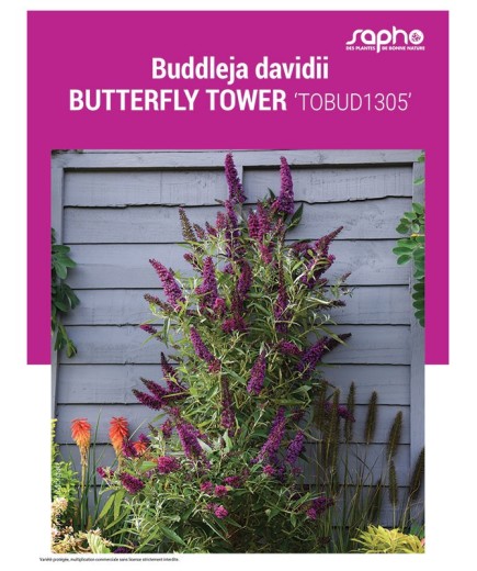 BUDDLEJA DAVIDII BUTTERFLY TOWER
