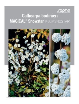 CALLICARPA BODINIERI MAGICAL® SNOWSTAR