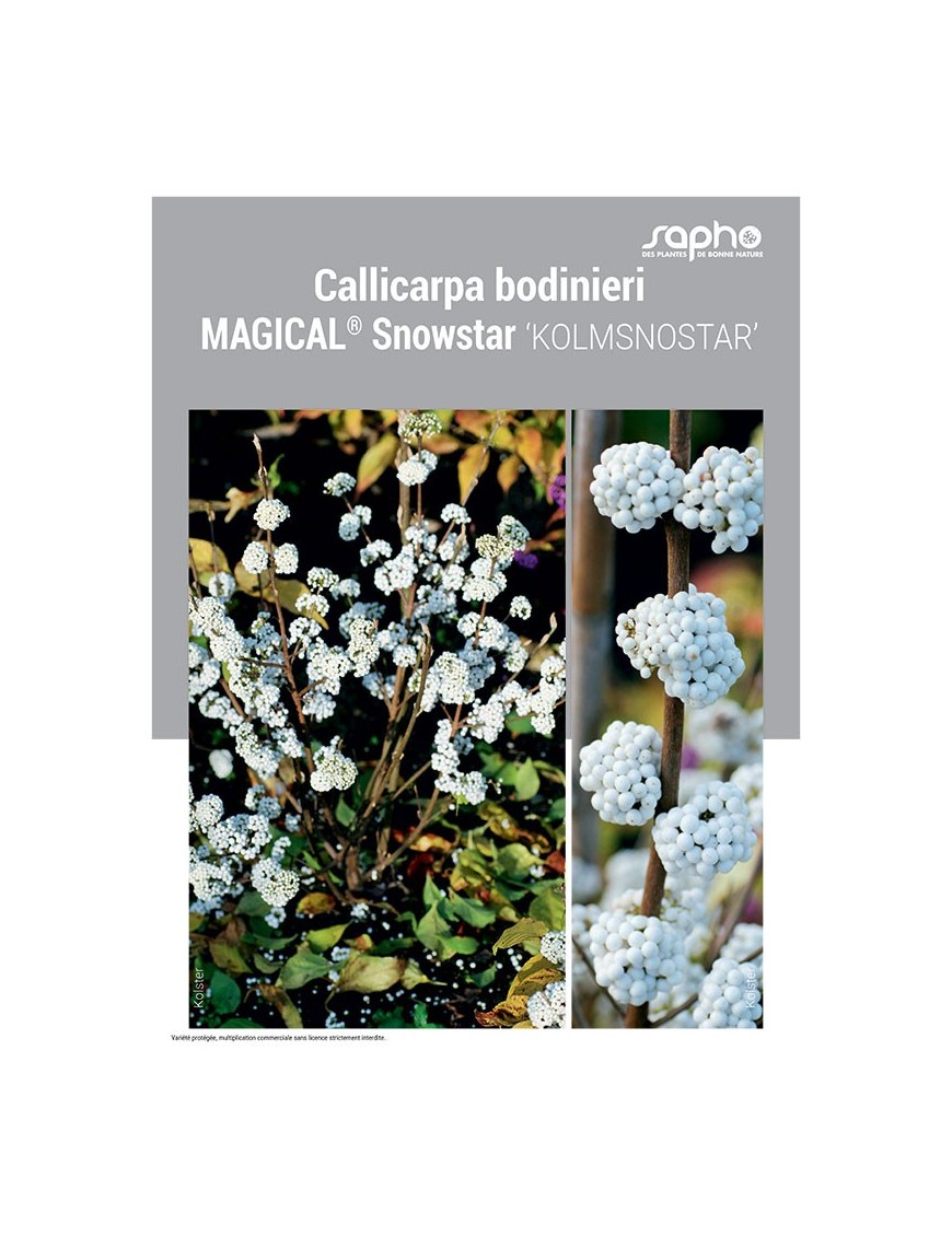 CALLICARPA BODINIERI MAGICAL® SNOWSTAR