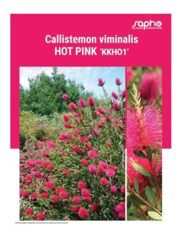 CALLISTEMON VIMINALIS "Hot Pink"