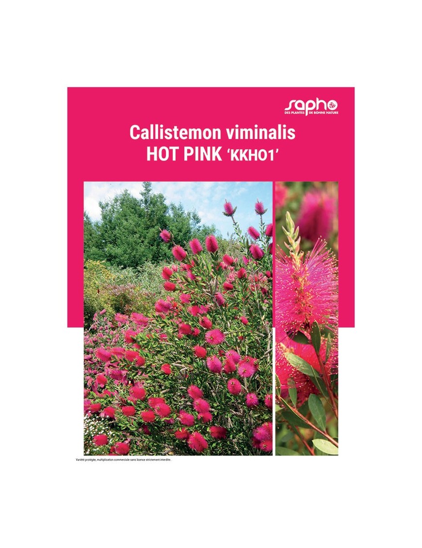 CALLISTEMON VIMINALIS "Hot Pink"