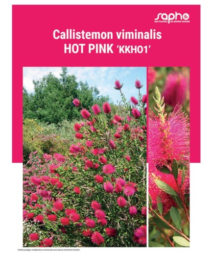 CALLISTEMON VIMINALIS "Hot Pink"