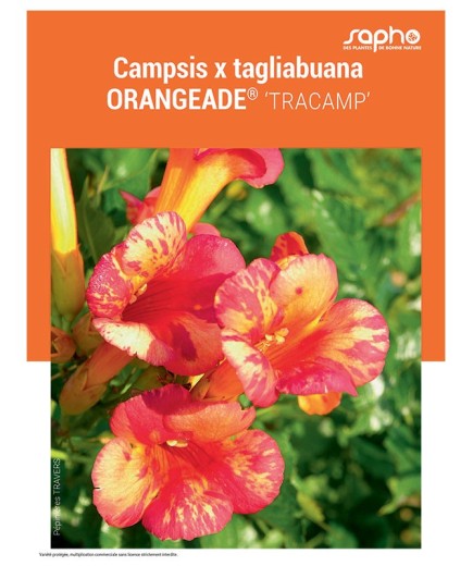 CAMPSIS X TAGLIABUANA ORANGEADE®