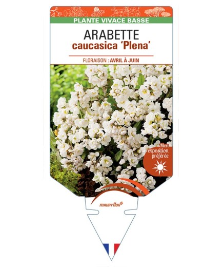 ARABETTE caucasica Plena